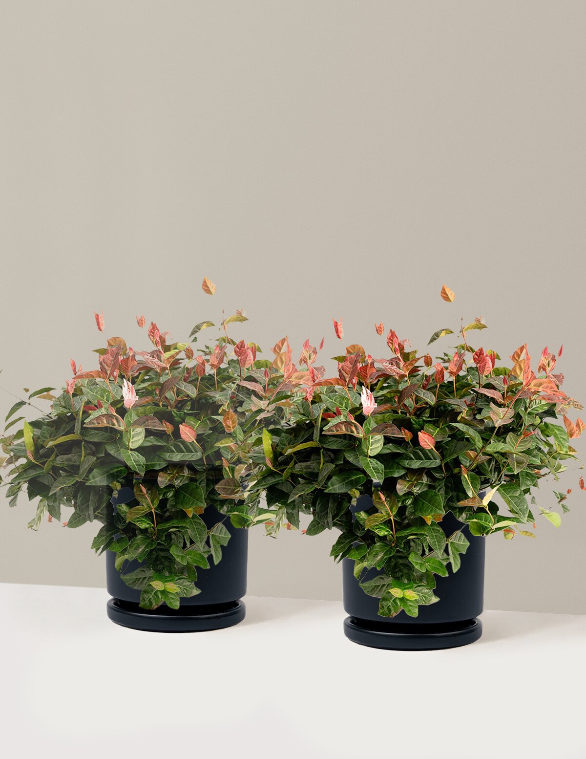 Snow-N-Summer™ Asiatic Jasmine