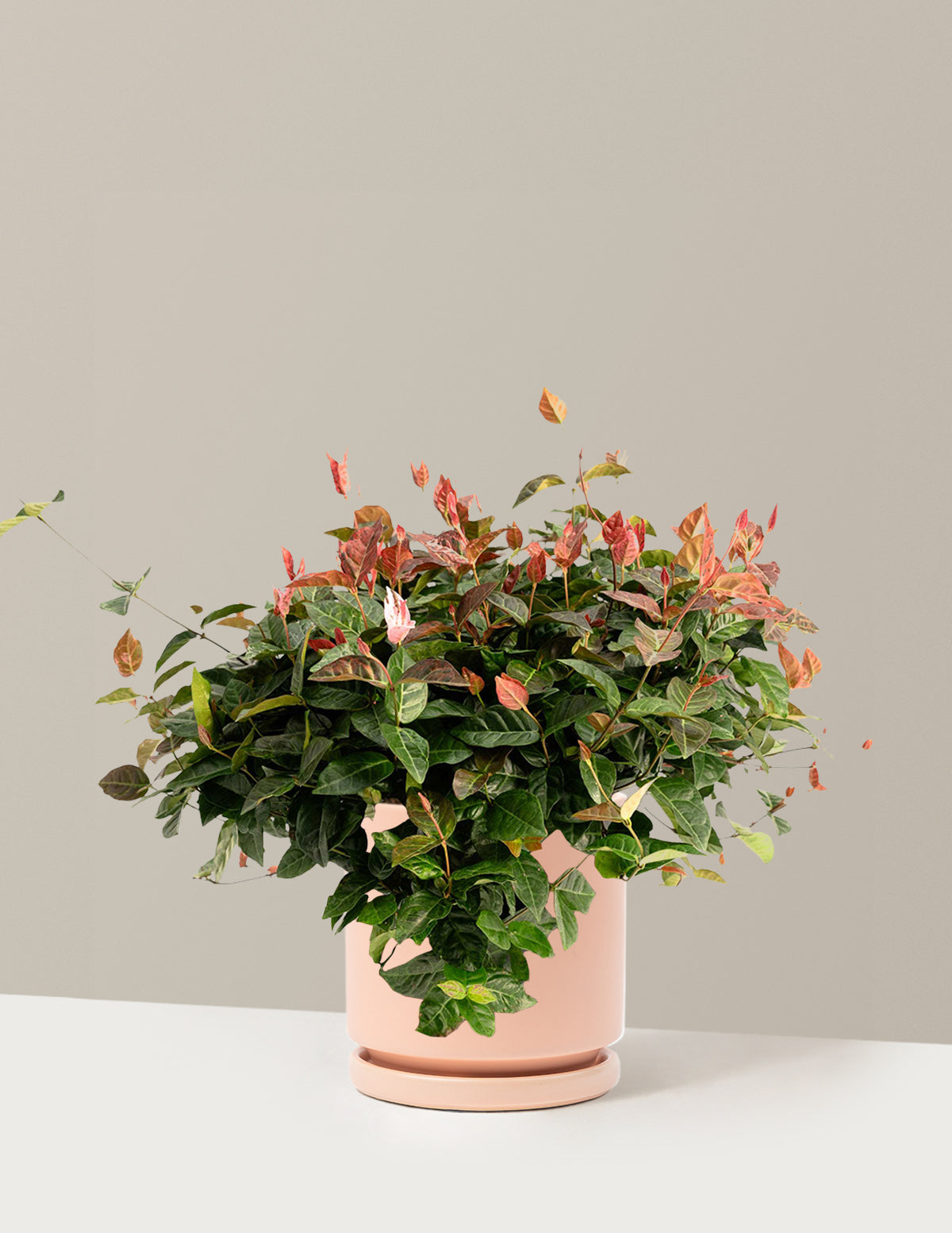 Snow-N-Summer™ Asiatic Jasmine