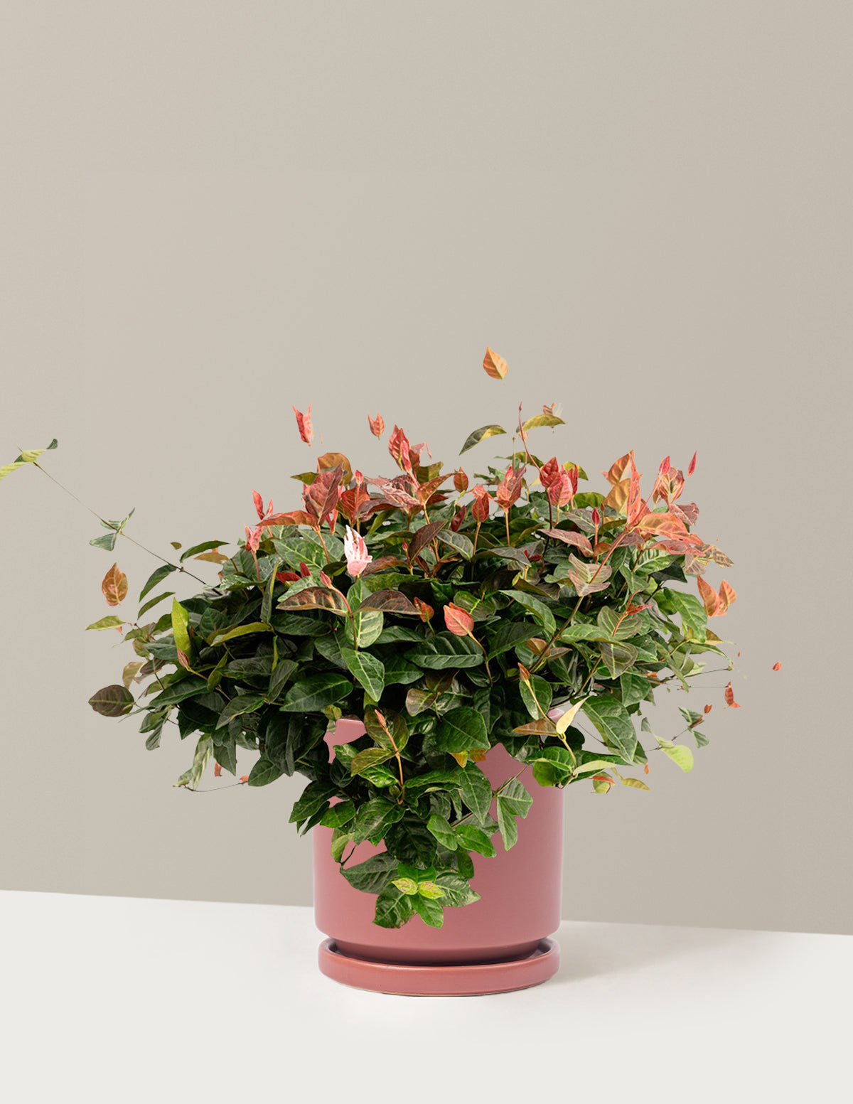 Snow-N-Summer™ Asiatic Jasmine