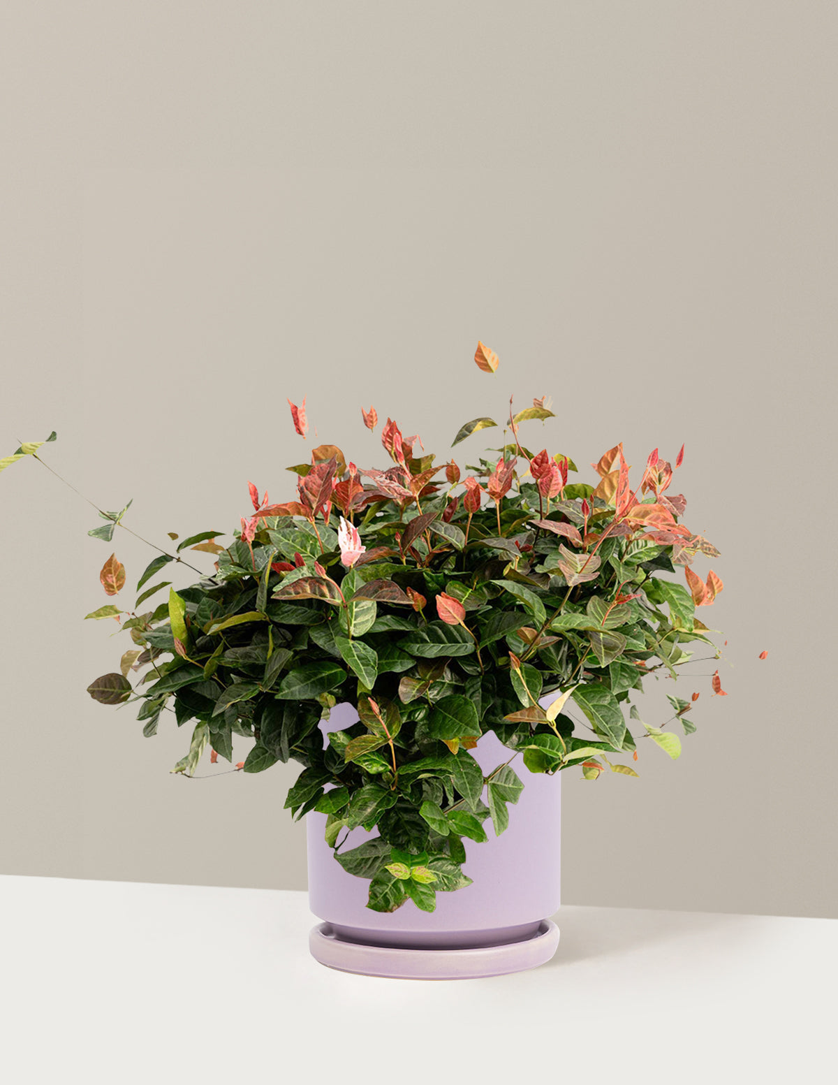 Snow-N-Summer™ Asiatic Jasmine
