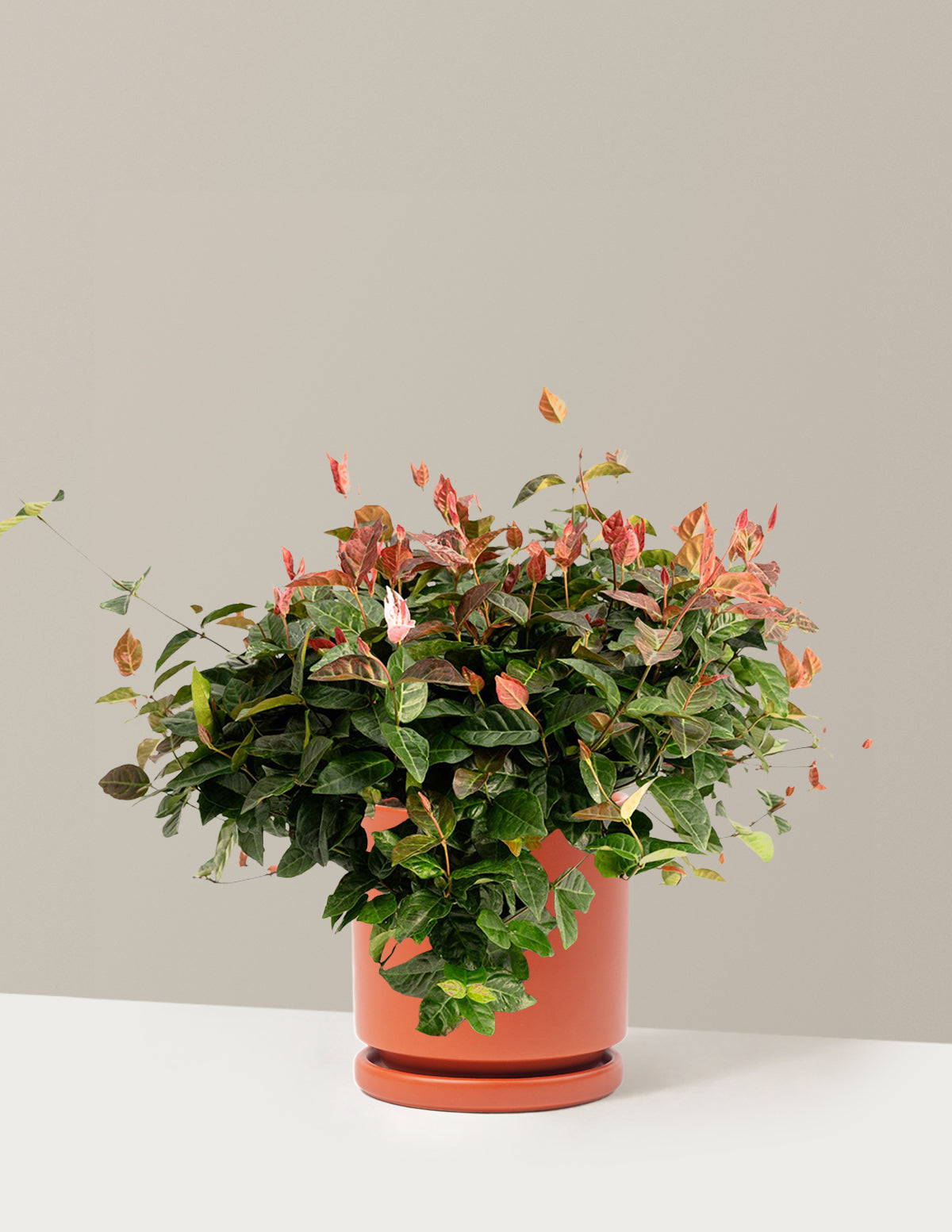 Snow-N-Summer™ Asiatic Jasmine