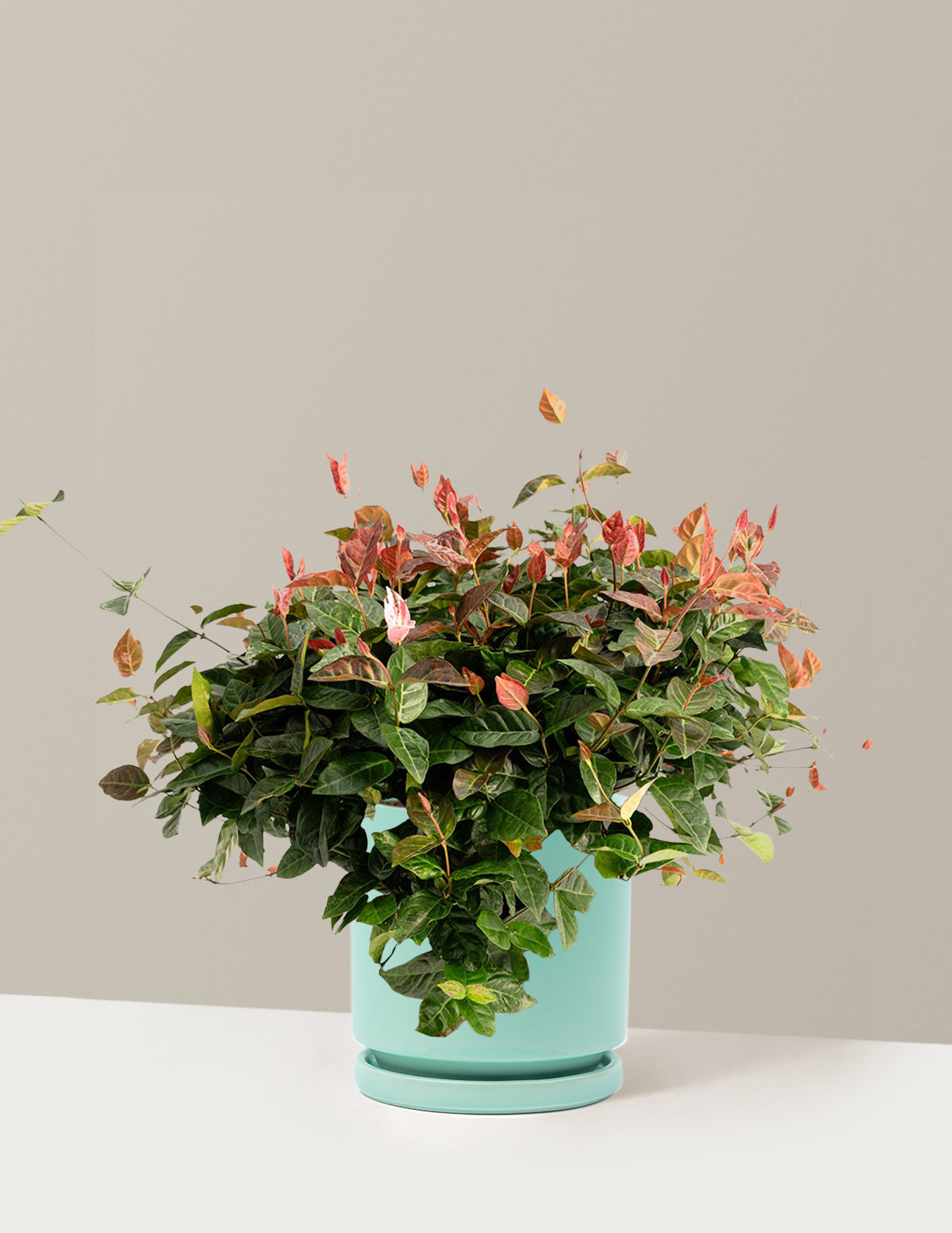 Snow-N-Summer™ Asiatic Jasmine