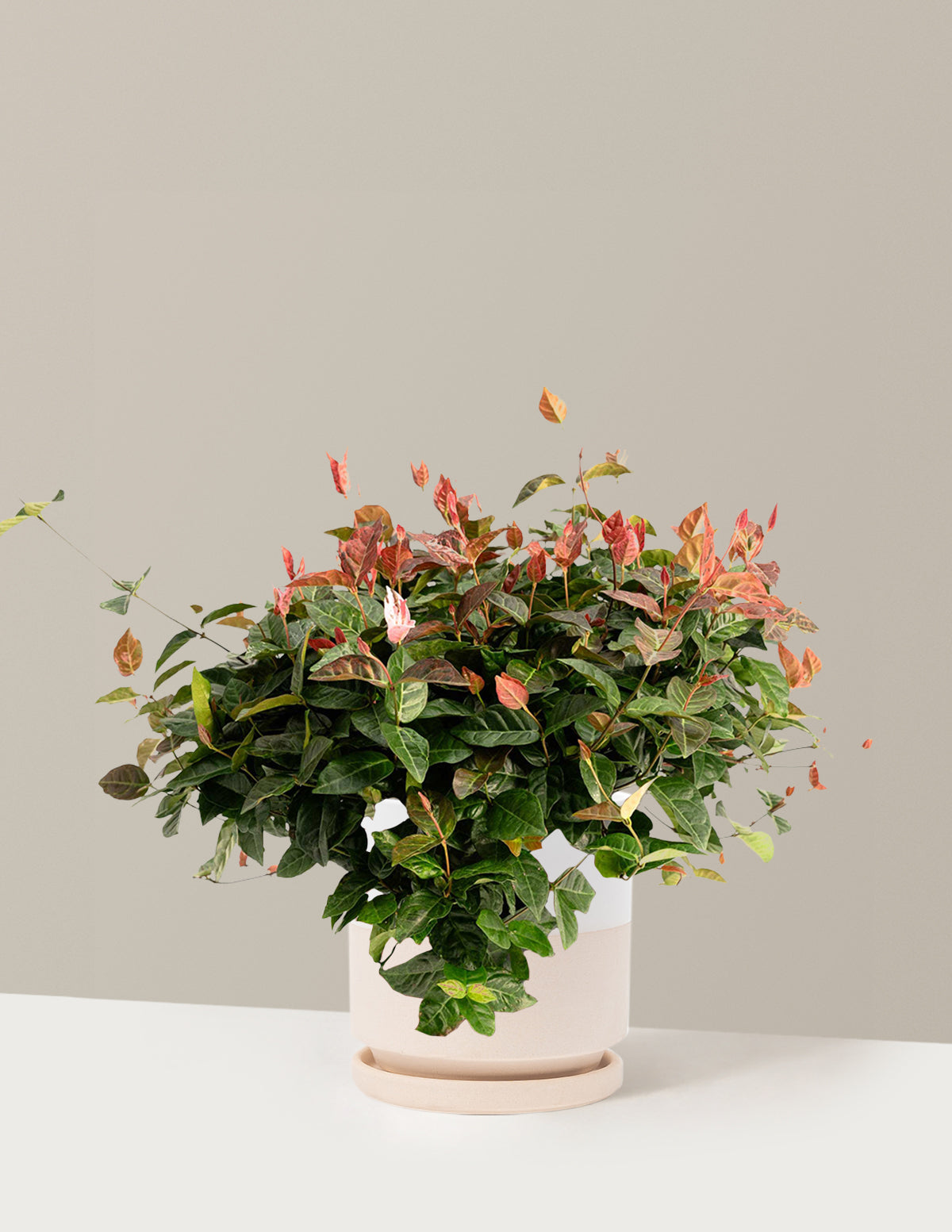 Snow-N-Summer™ Asiatic Jasmine