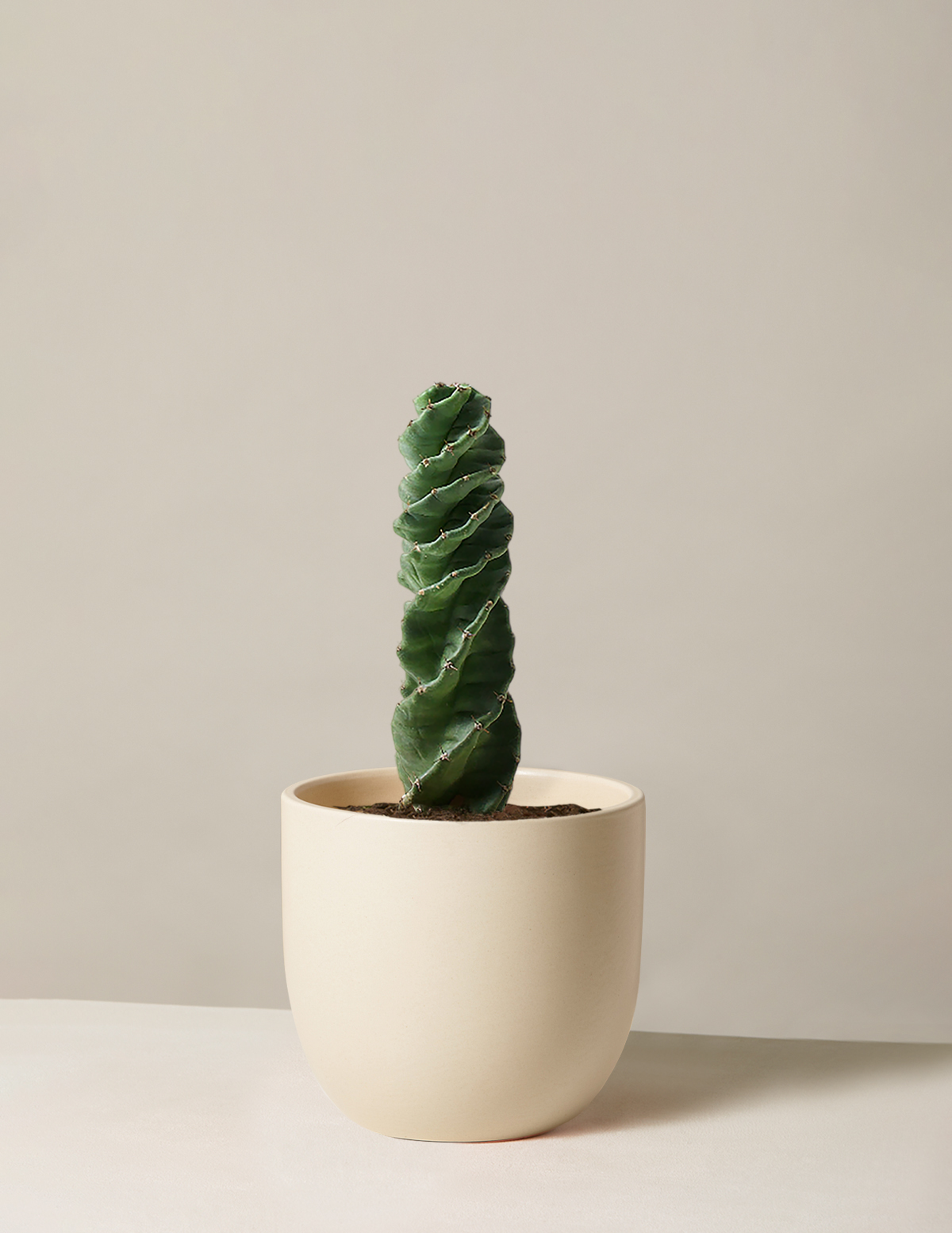 Cereus forbesii 'Spiral Cactus'