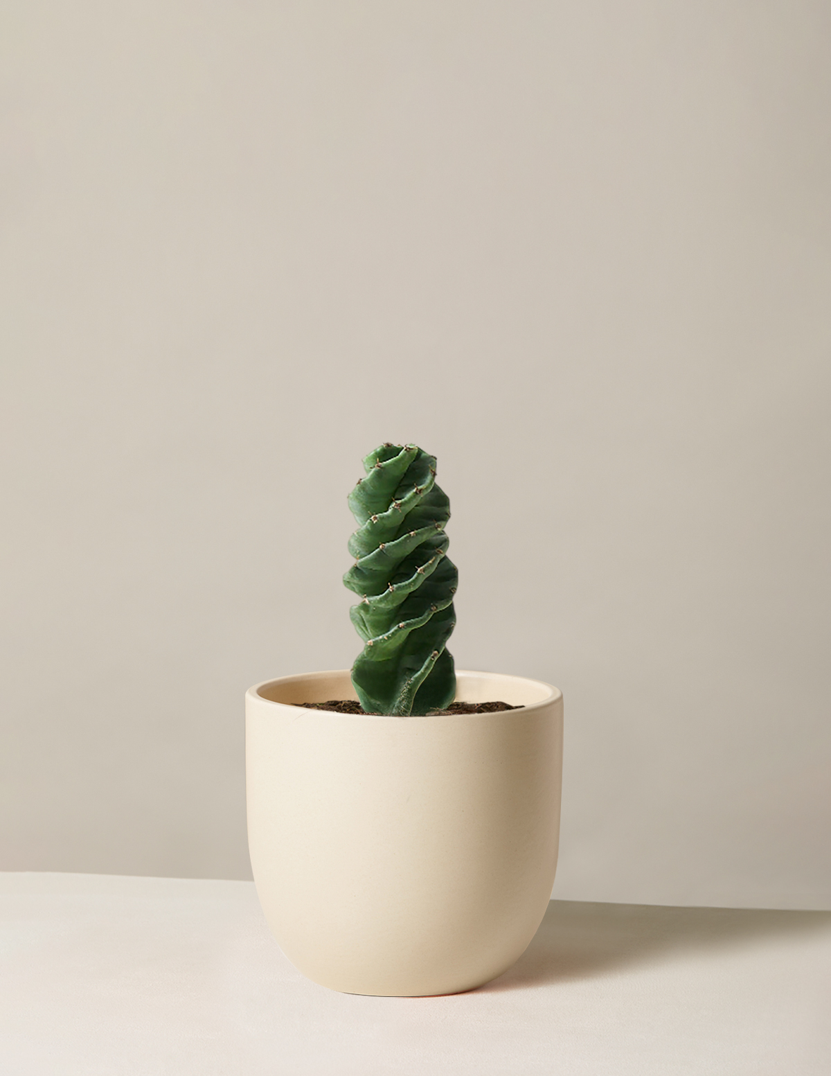 Spiral Cactus