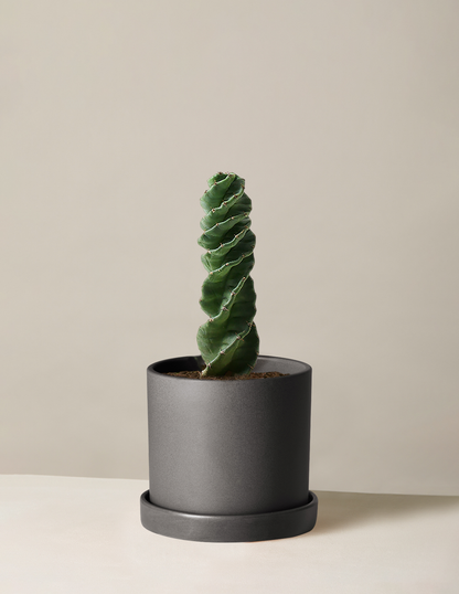 Cereus forbesii 'Spiral Cactus'