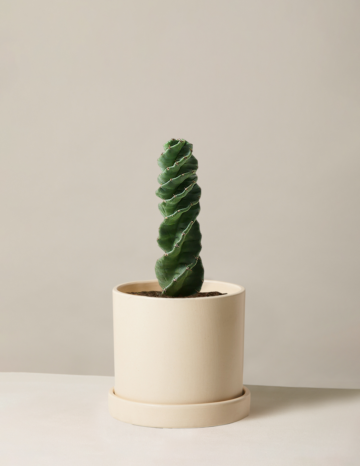 Cereus forbesii 'Spiral Cactus'