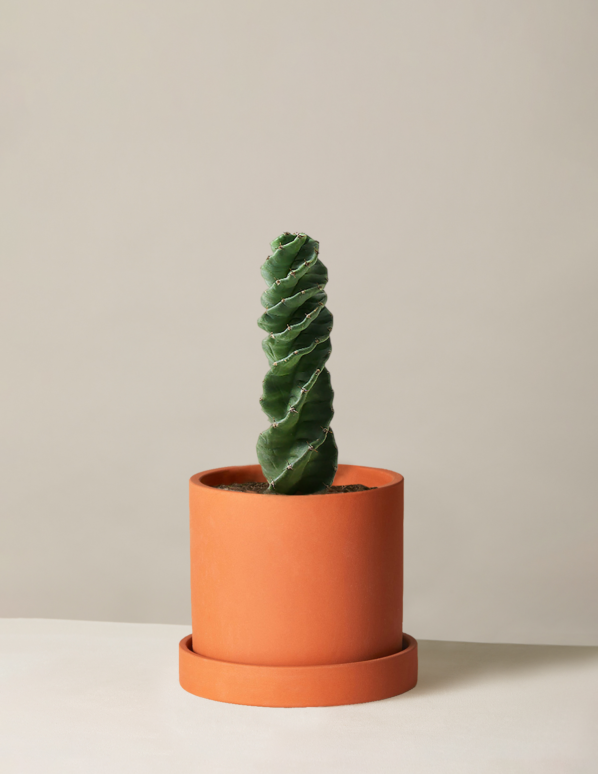 Cereus forbesii 'Spiral Cactus'