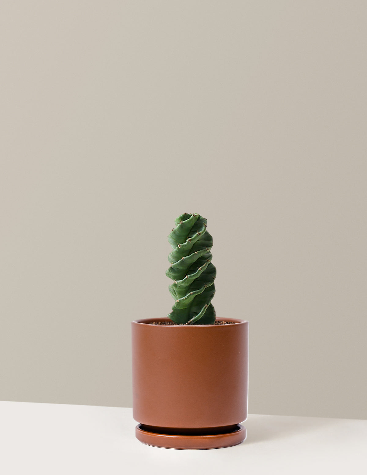 Spiral Cactus