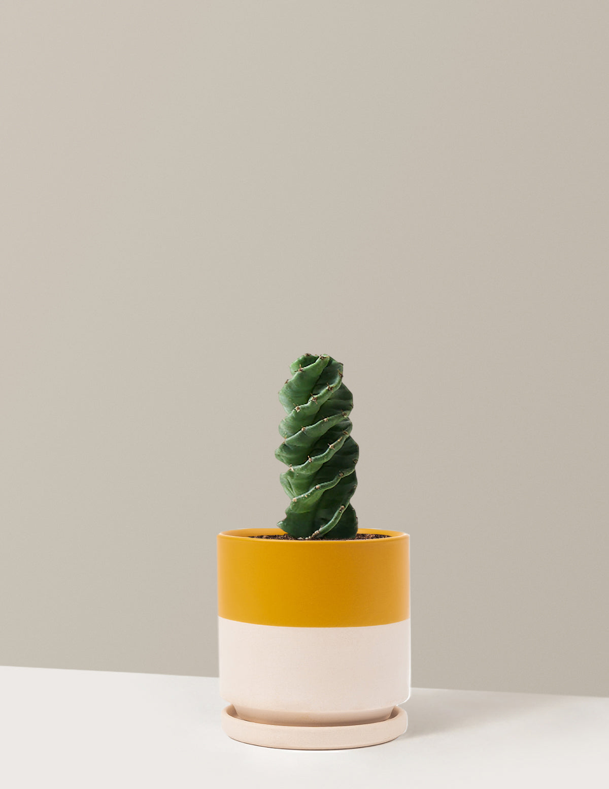 Spiral Cactus