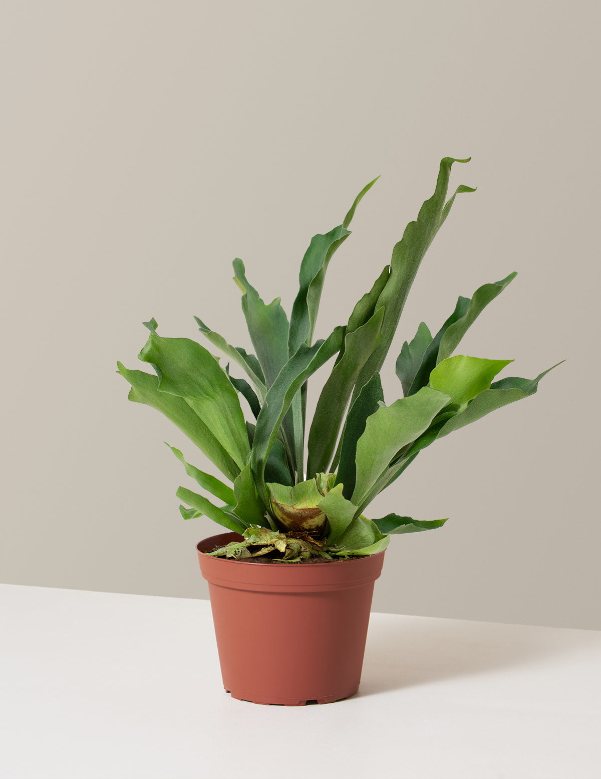 Staghorn Fern