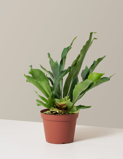 Staghorn Fern