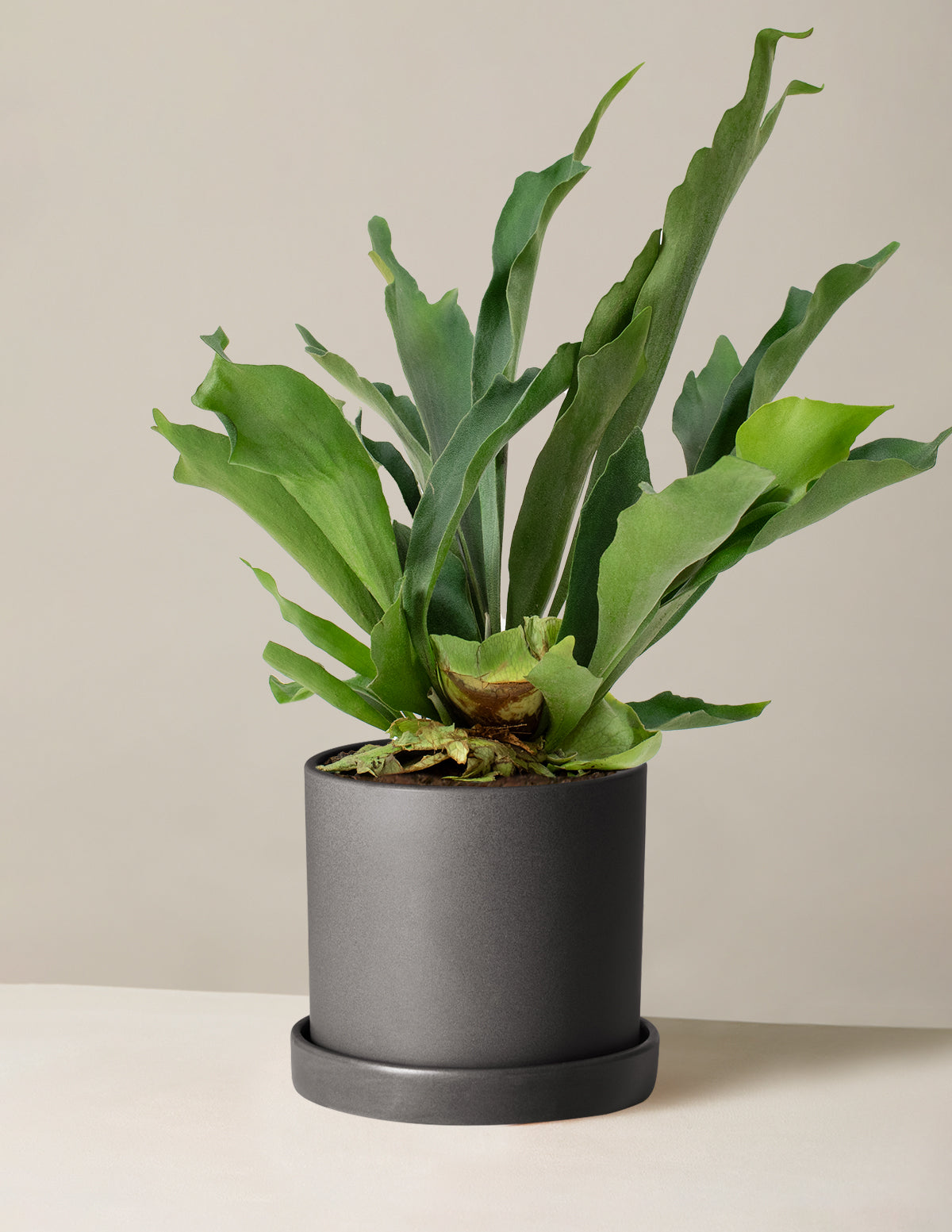 Staghorn Fern
