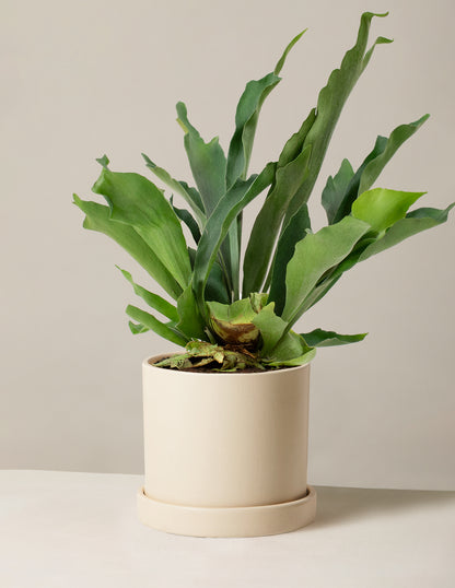 Staghorn Fern