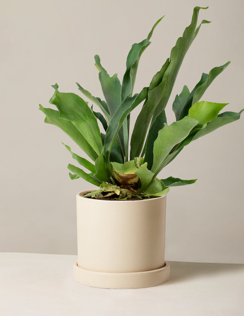 How to care for a Staghorn Fern