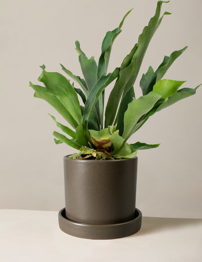 Staghorn Fern