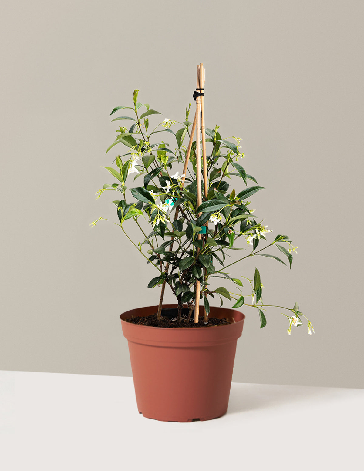 Star Jasmine