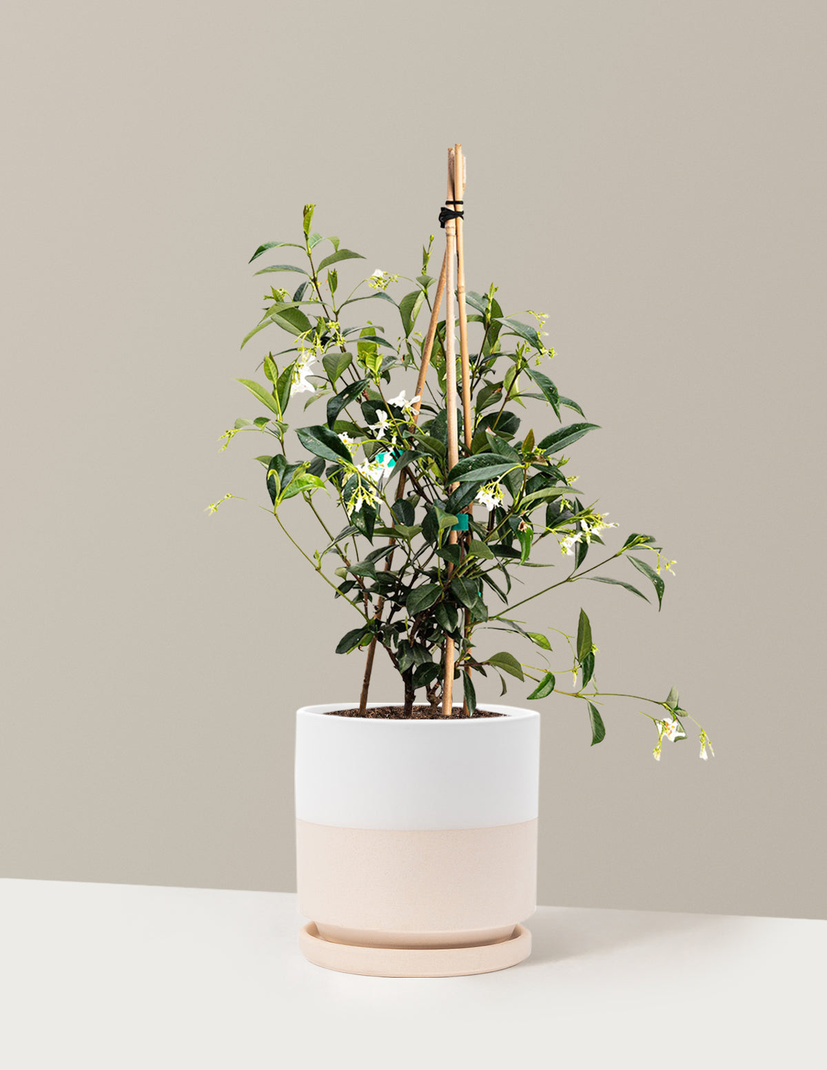 bundle | 1 Gallon - Single | Isabella | Top Half White