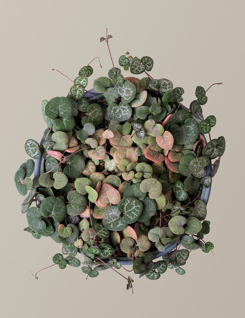 How to care for a String of Hearts