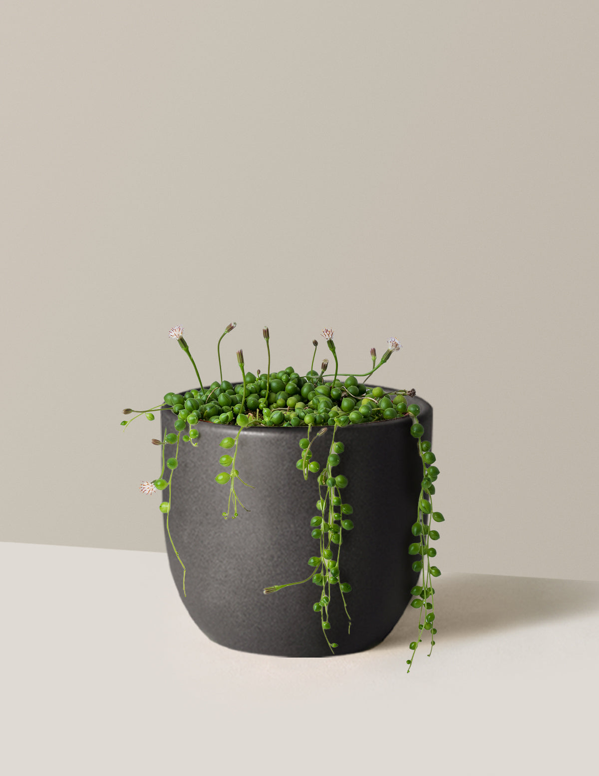 String of Pearls