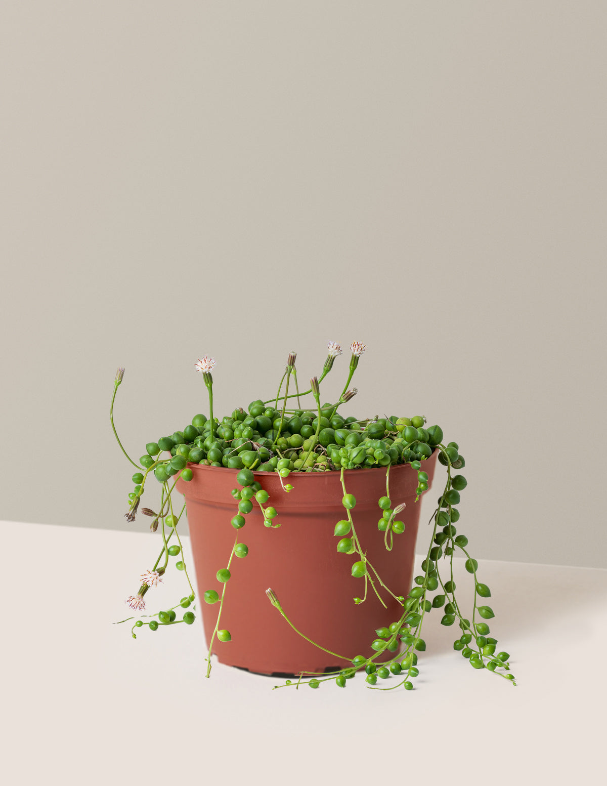 String of Pearls