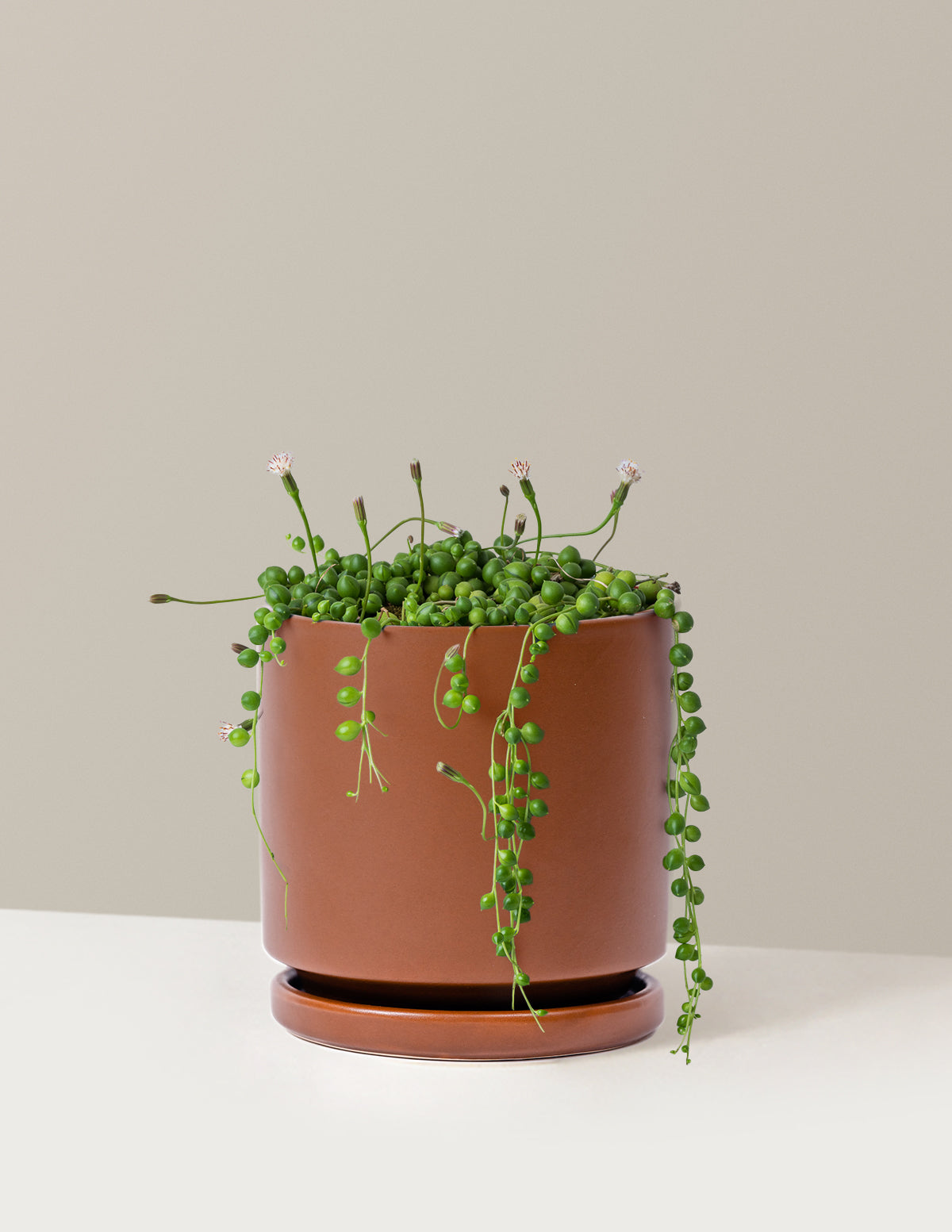 String of Pearls
