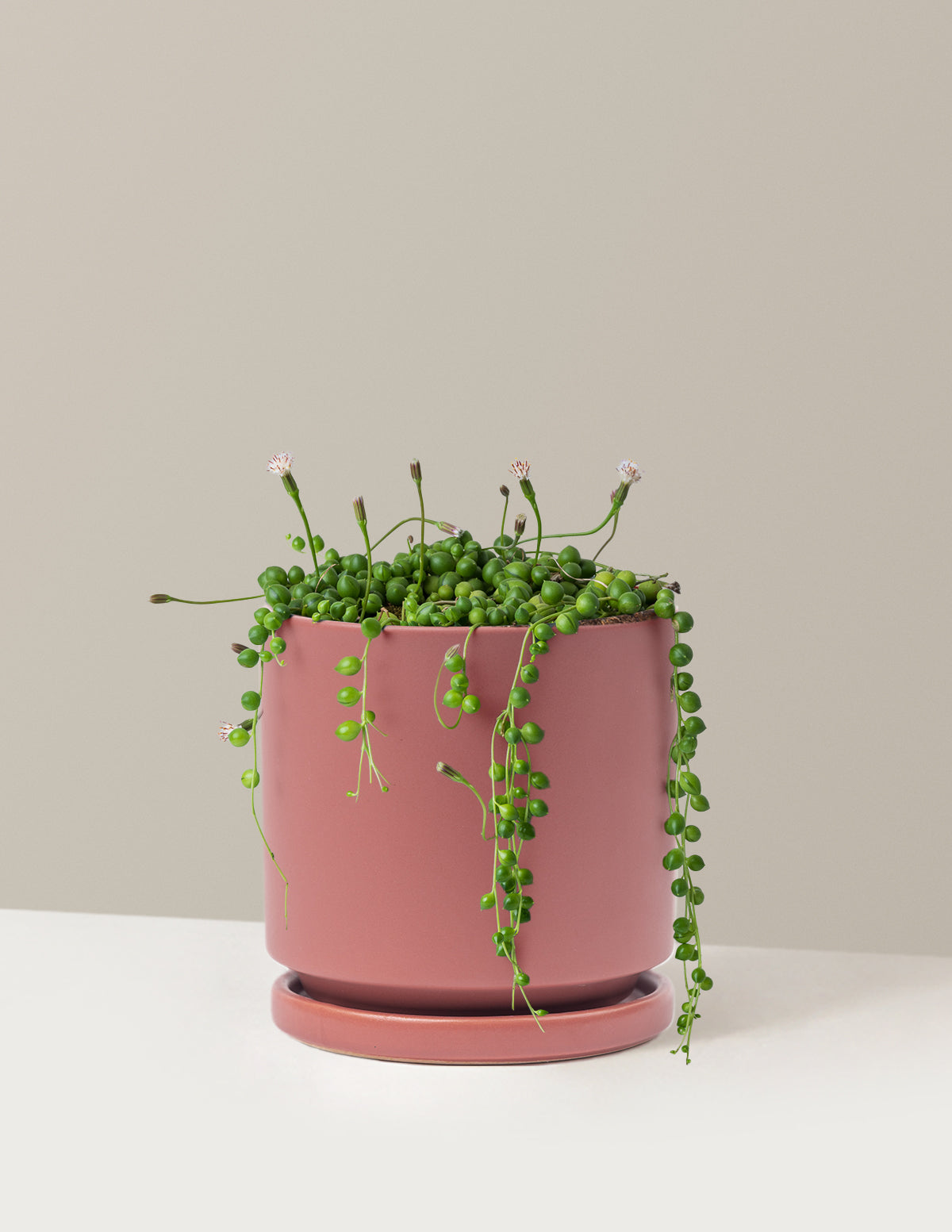 String of Pearls