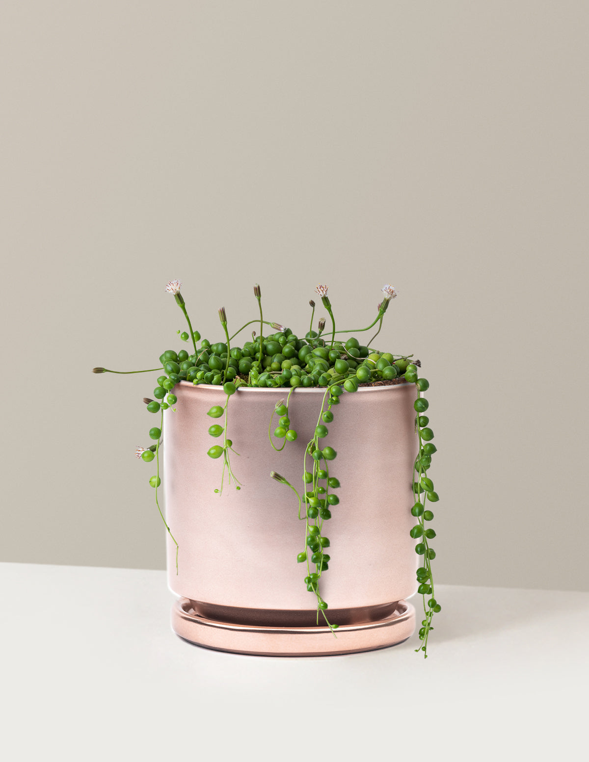 String of Pearls