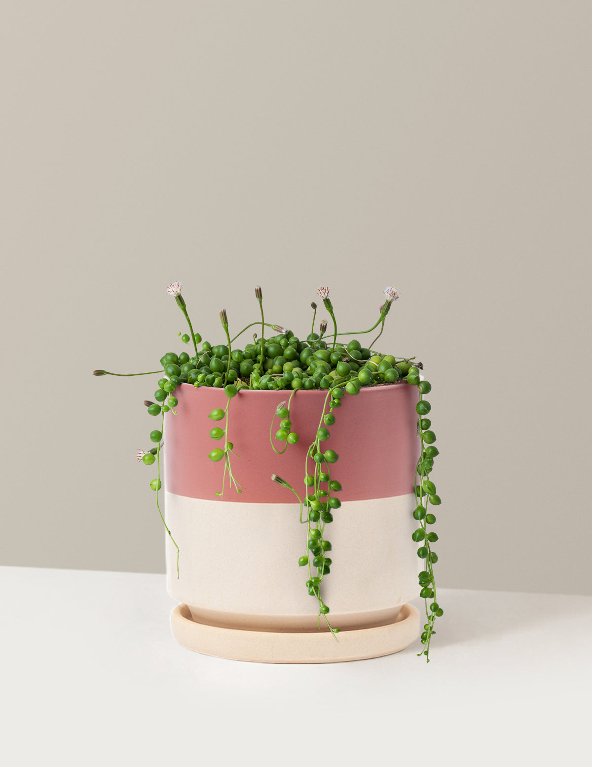 String of Pearls