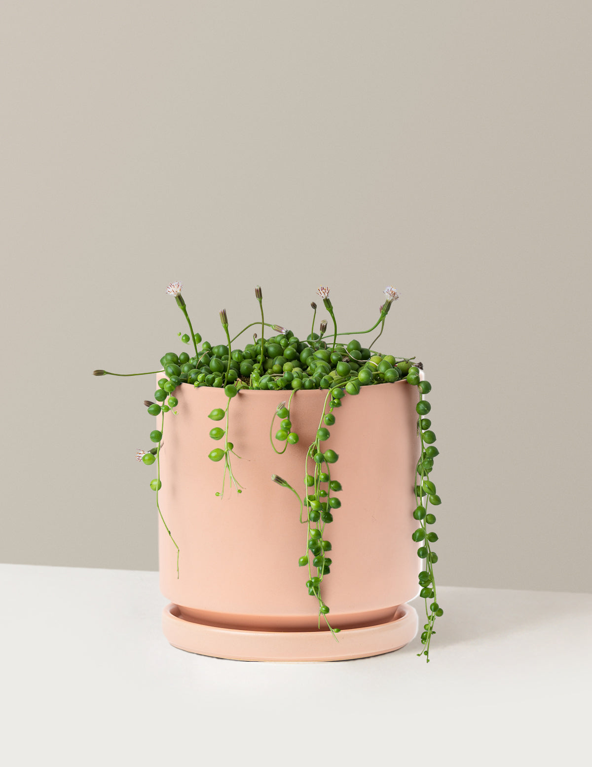 indoor plant pearl The Sill String of Pearls Houseplants, Small in Cream