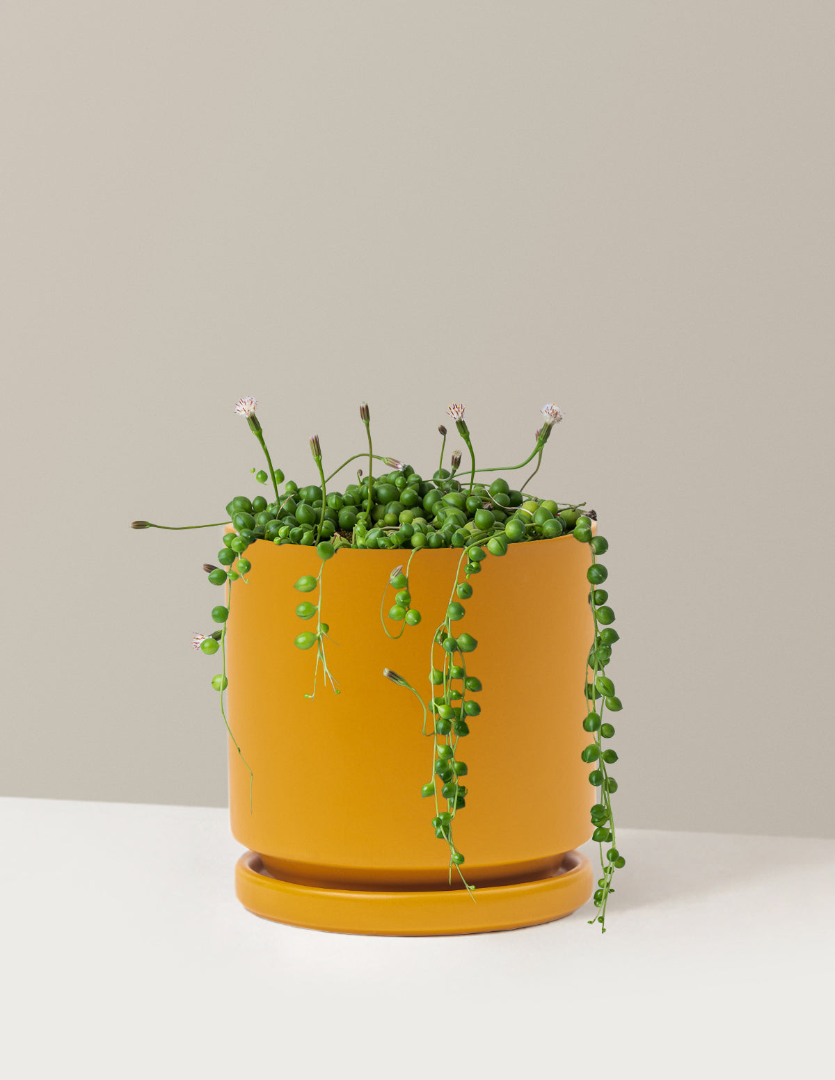 String of Pearls