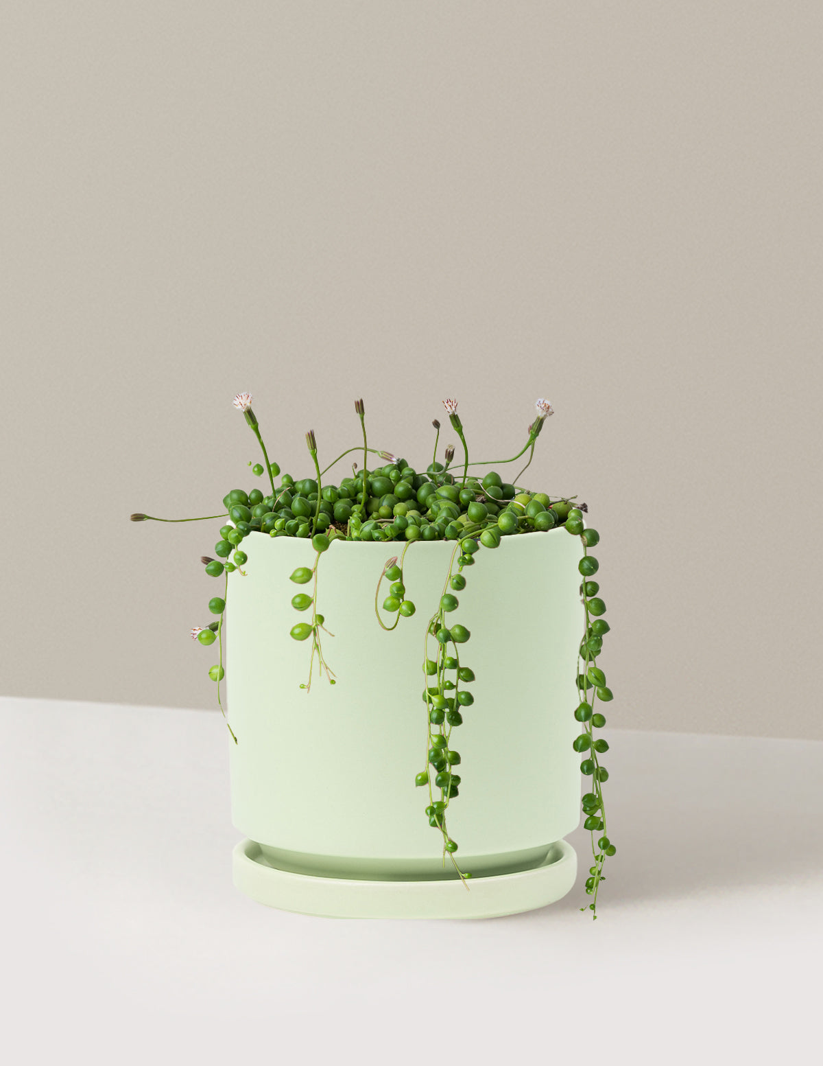 String of Pearls