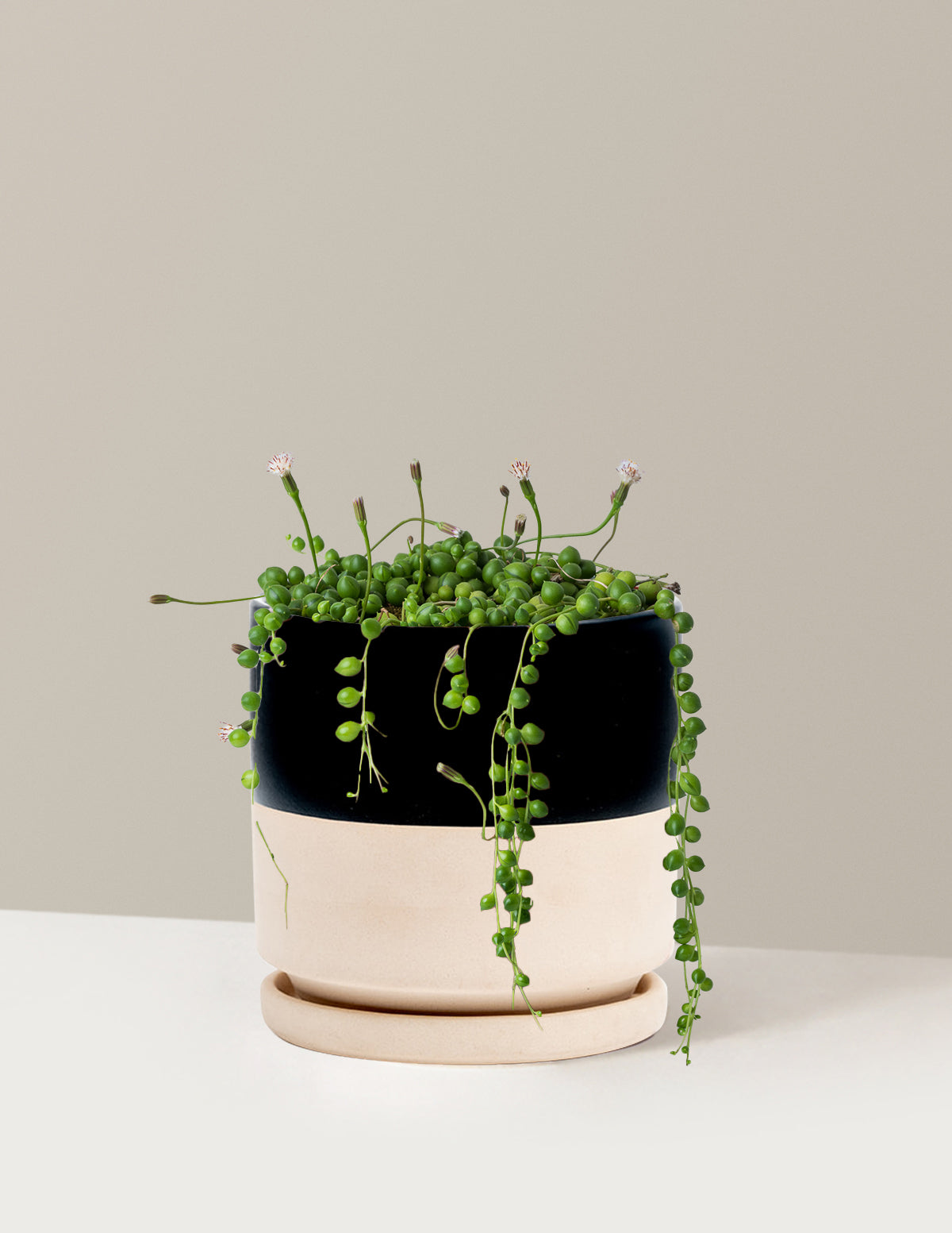 String of Pearls