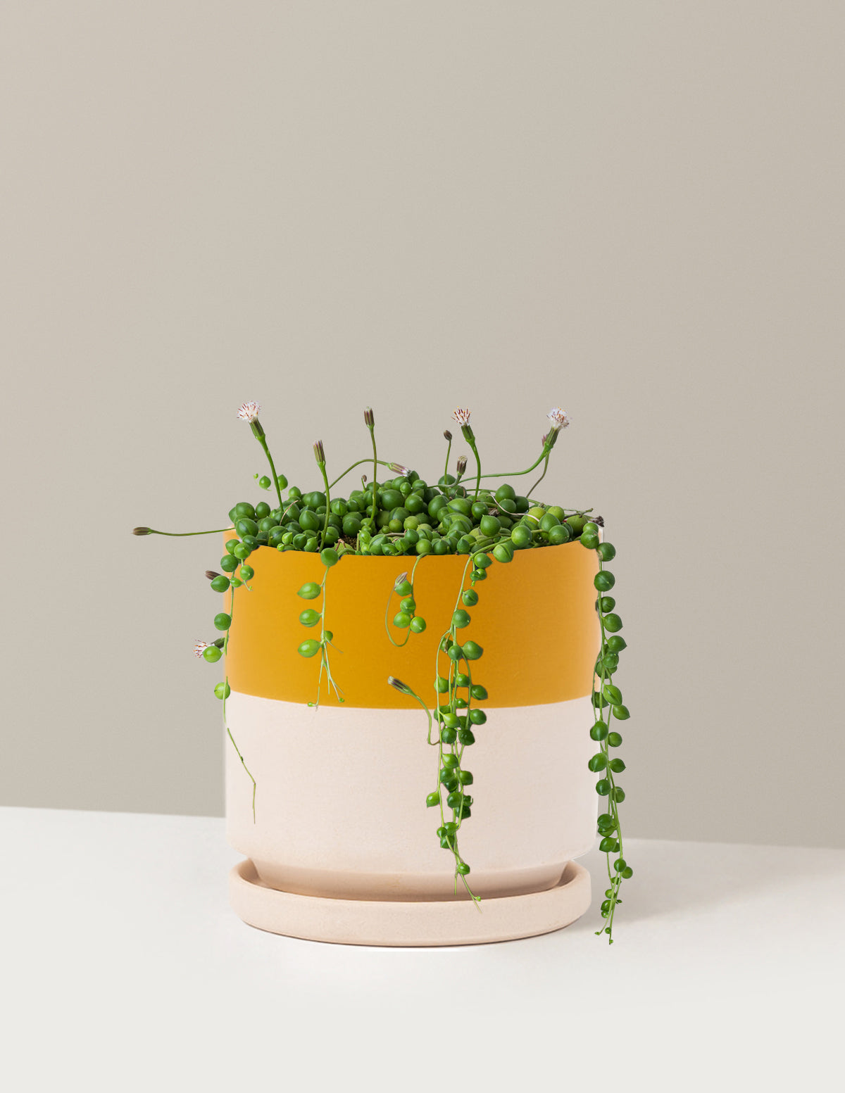 String of Pearls