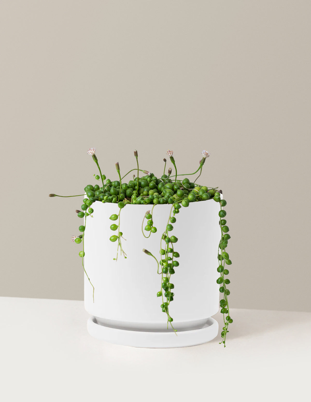 String of Pearls