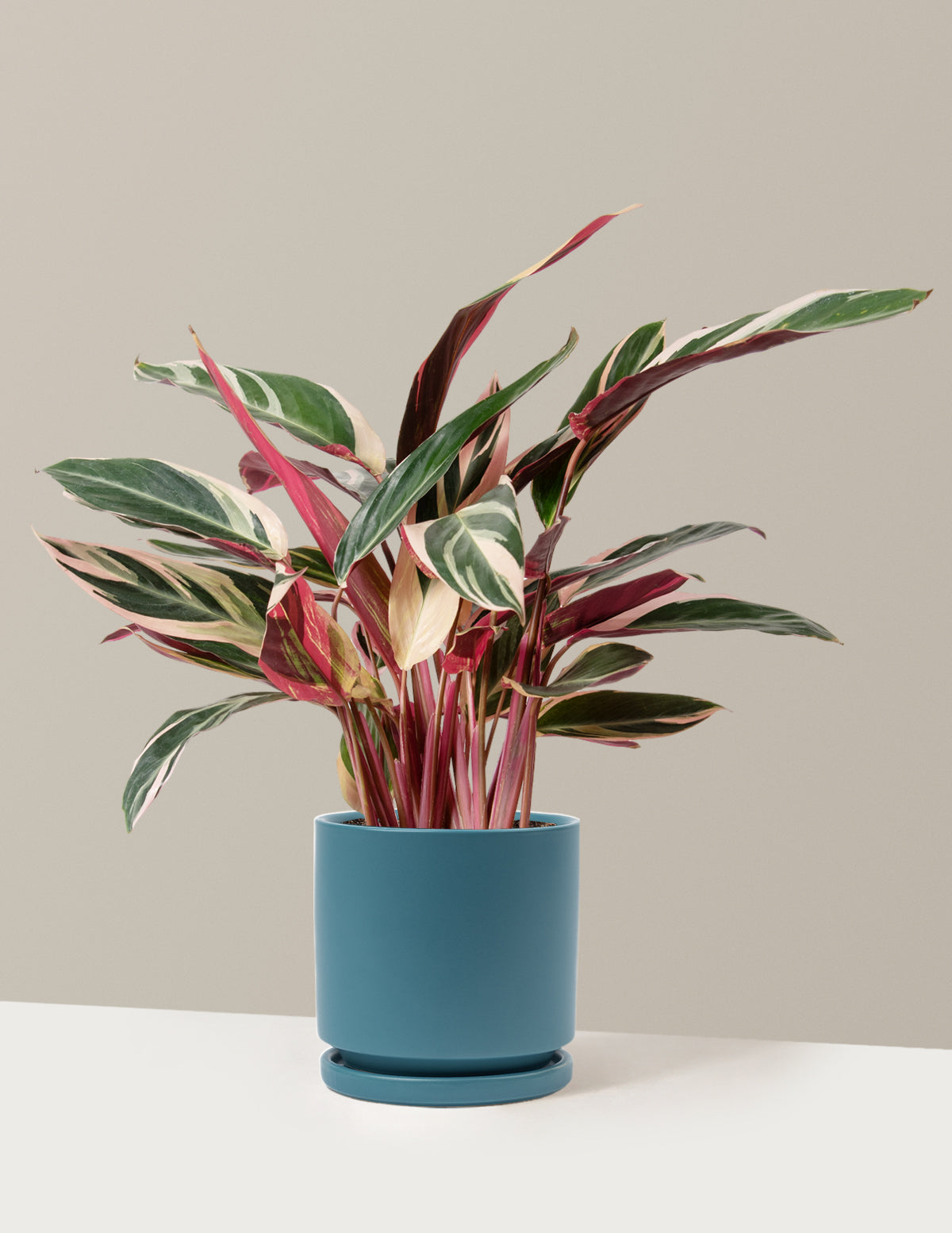 Stromanthe Triostar