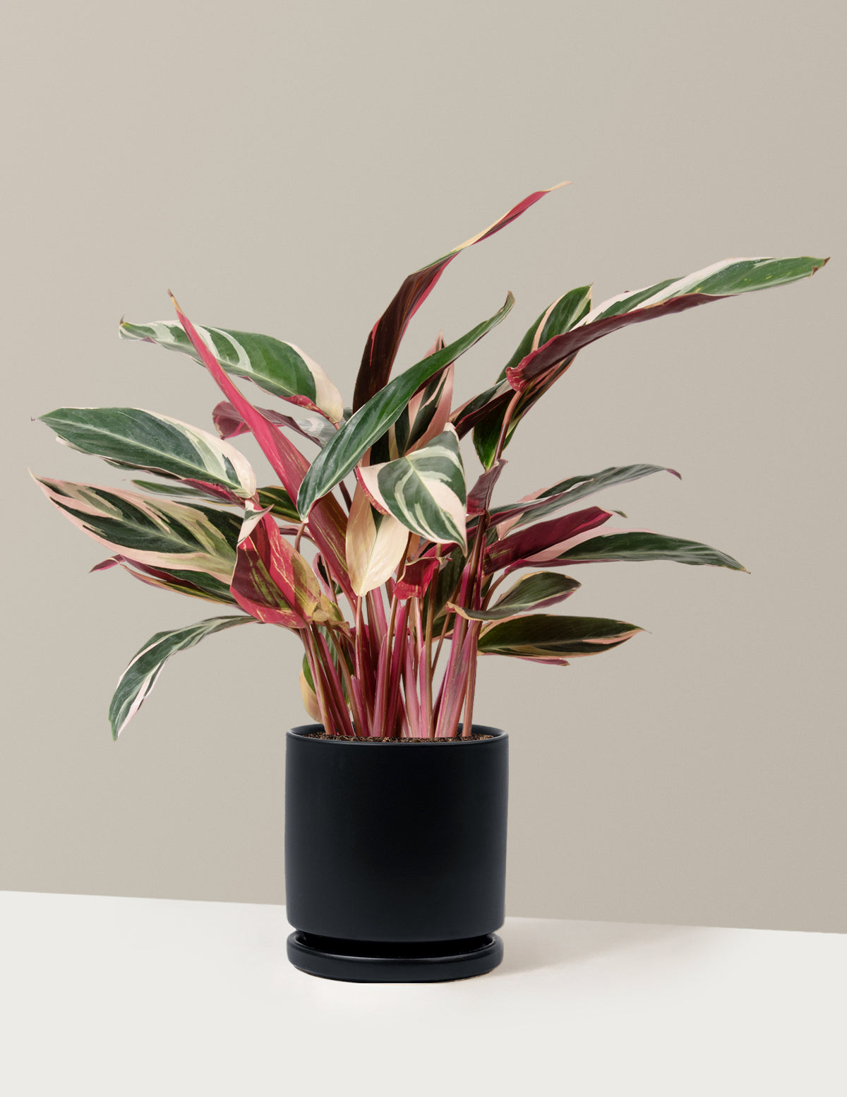 Stromanthe Triostar