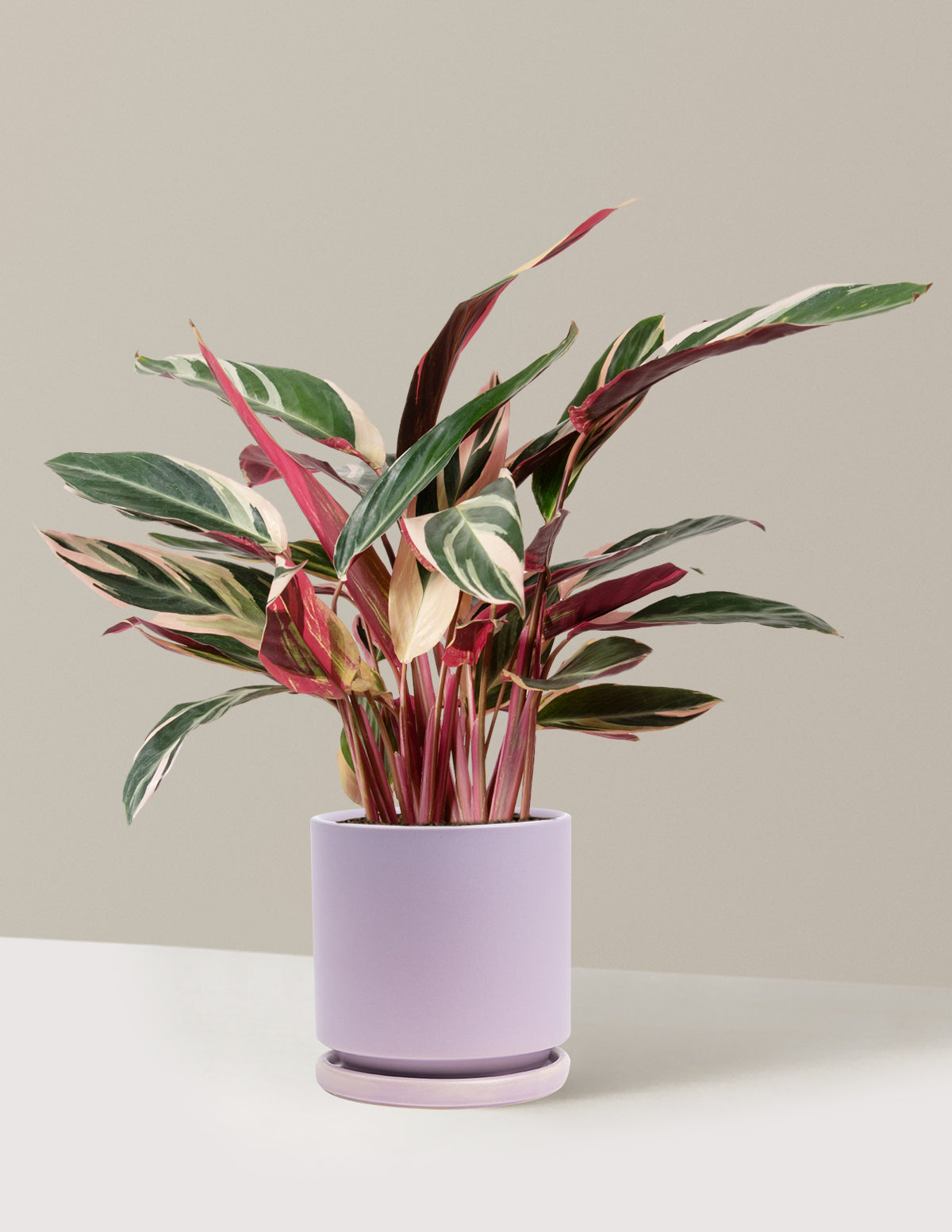 bundle | Medium | Isabella | Lavender