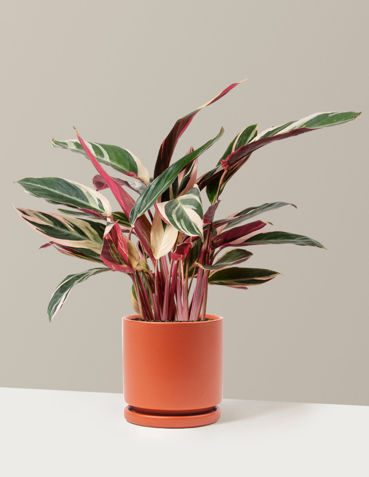 Stromanthe Triostar