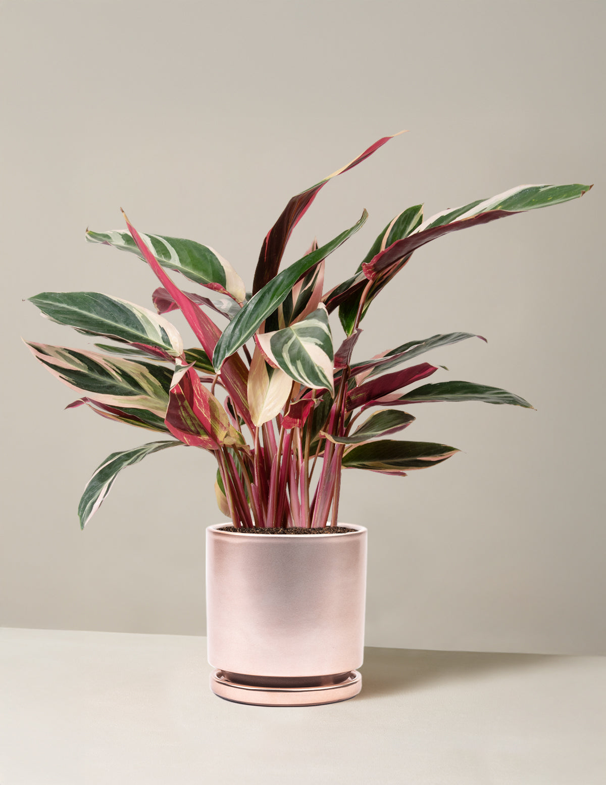 tri color prayer plant Stromanthe Triostar Houseplants