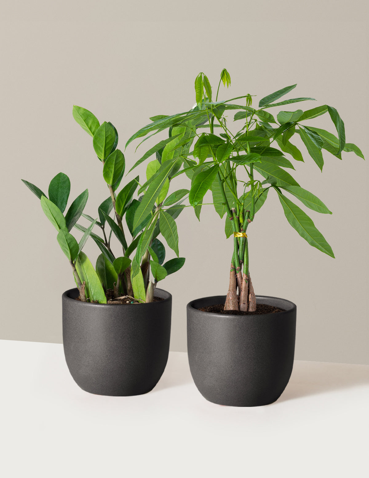 The Easy Care Duo