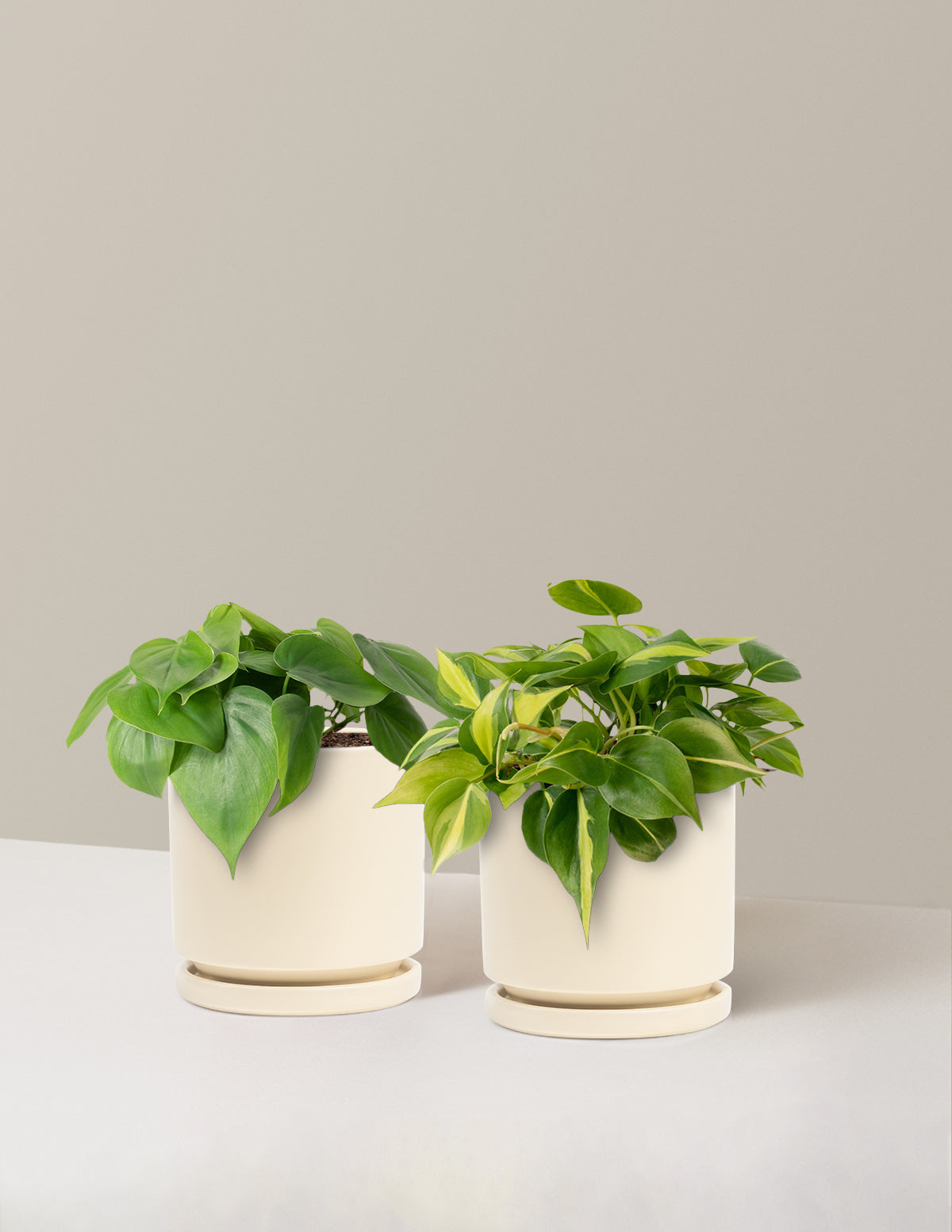 The Trailing Philodendron Duo