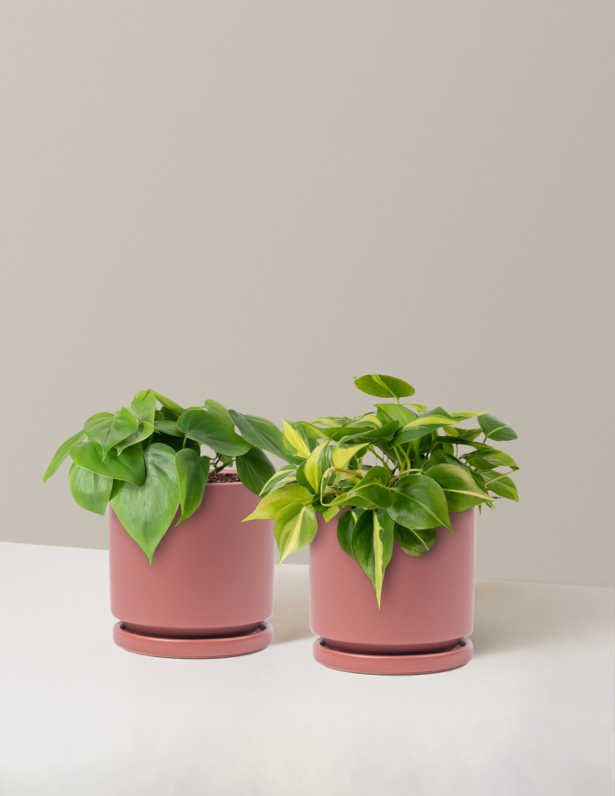 The Trailing Philodendron Duo