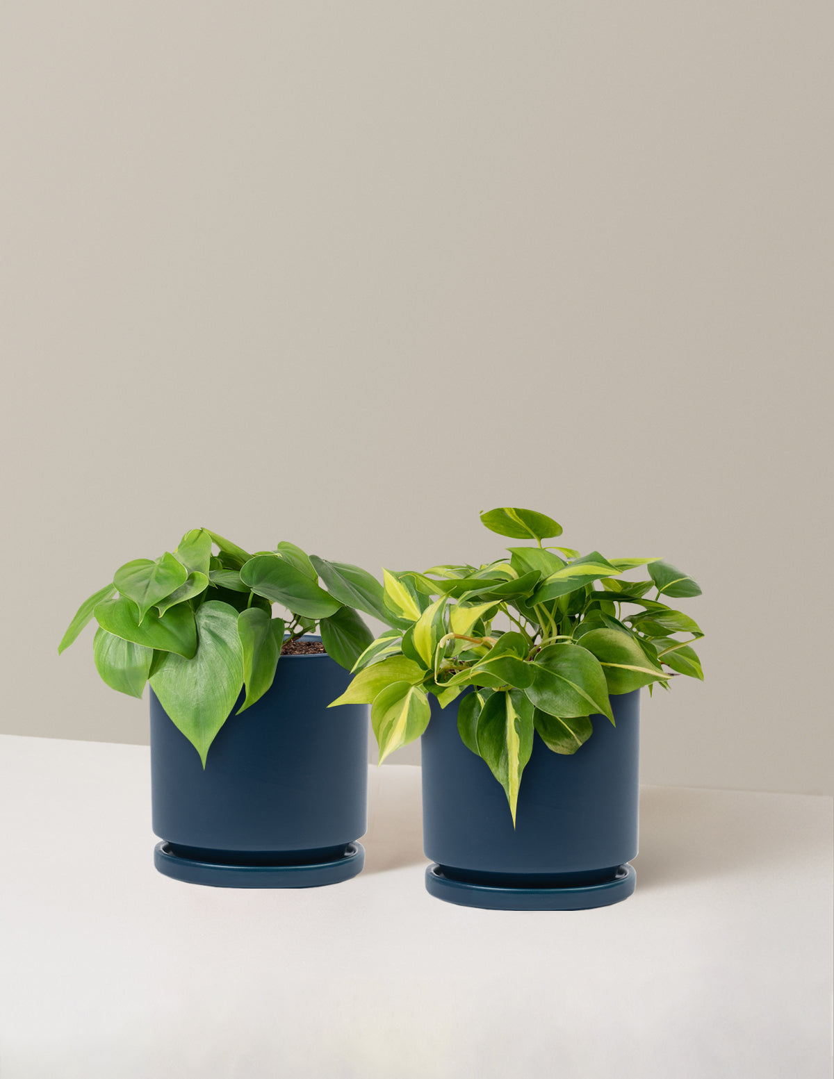 The Trailing Philodendron Duo