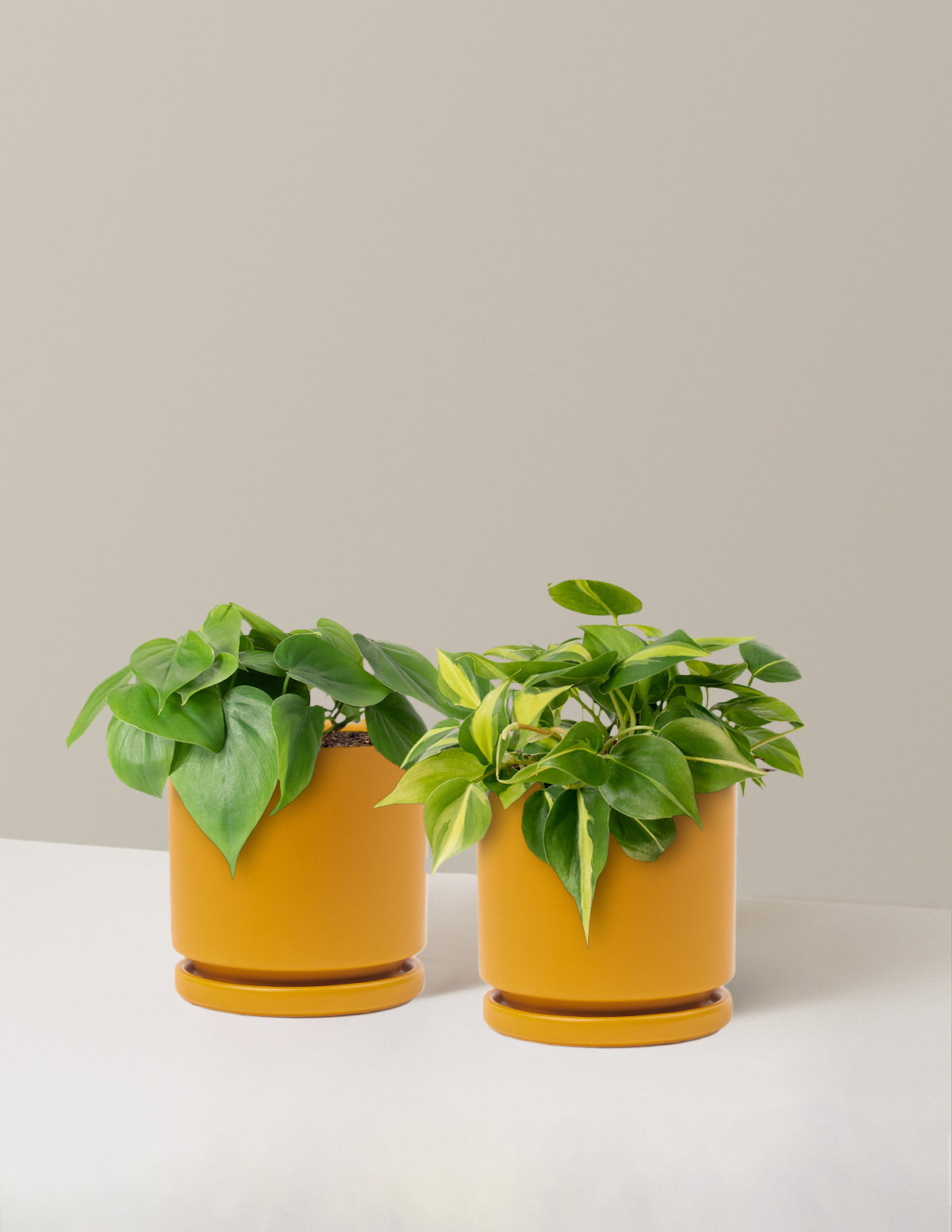 The Trailing Philodendron Duo