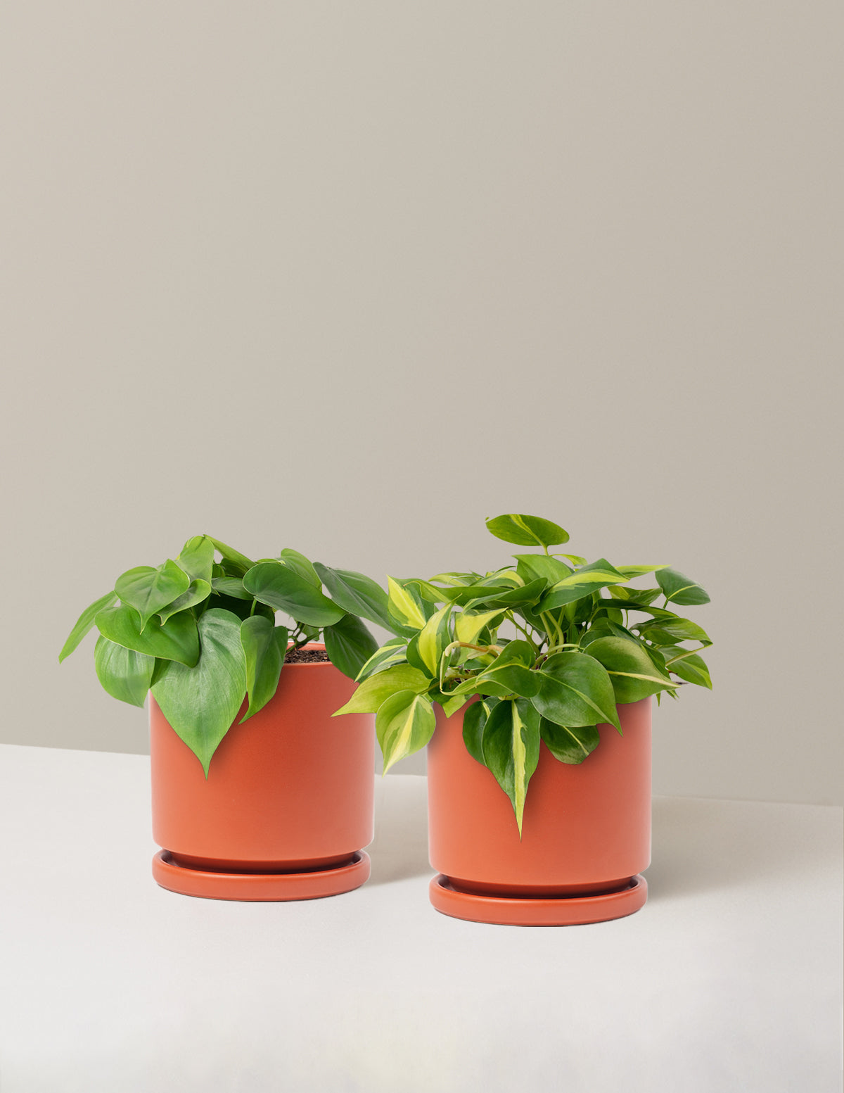 The Trailing Philodendron Duo