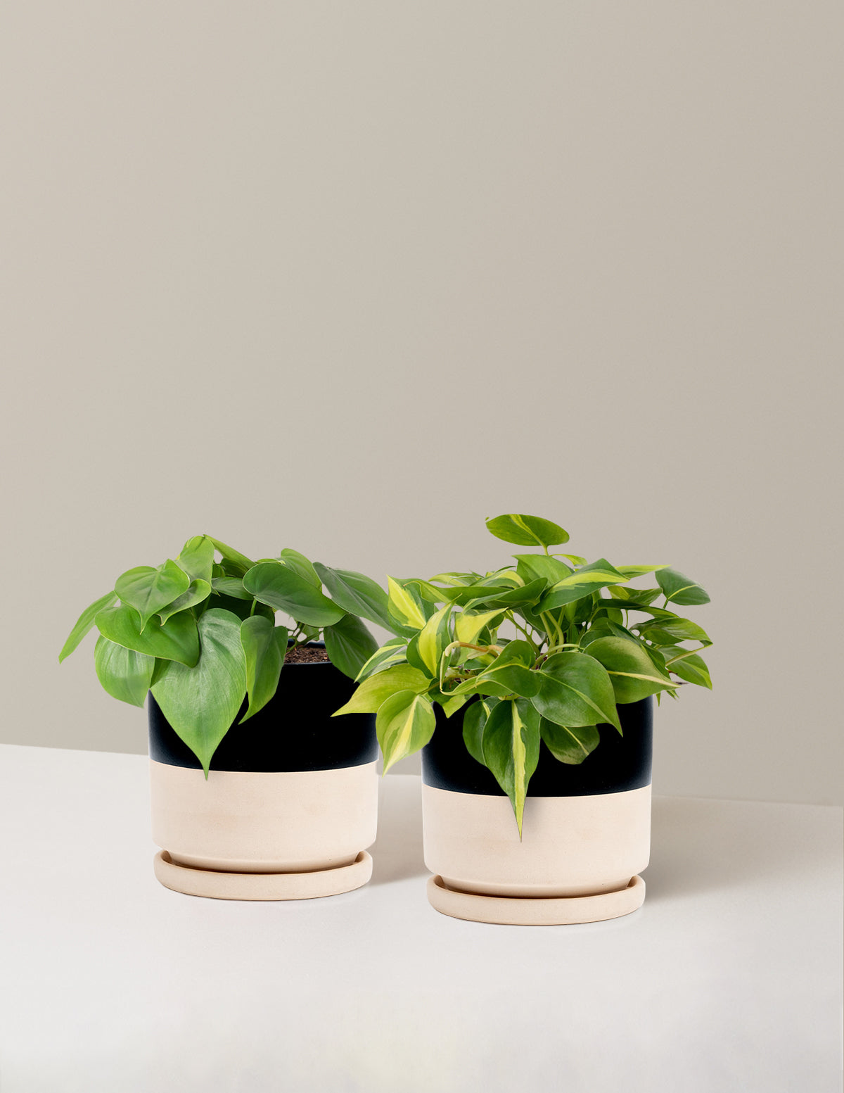 The Trailing Philodendron Duo