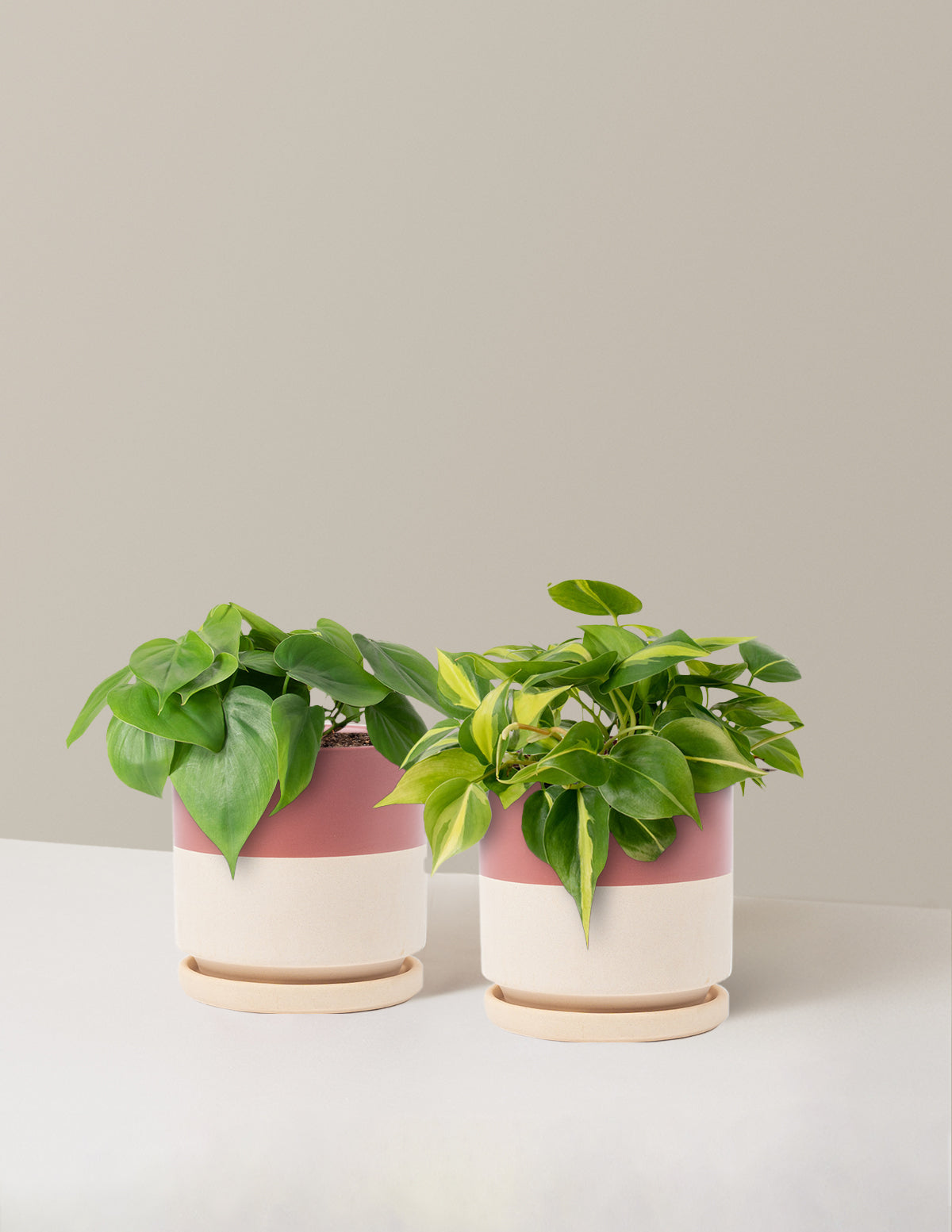 The Trailing Philodendron Duo