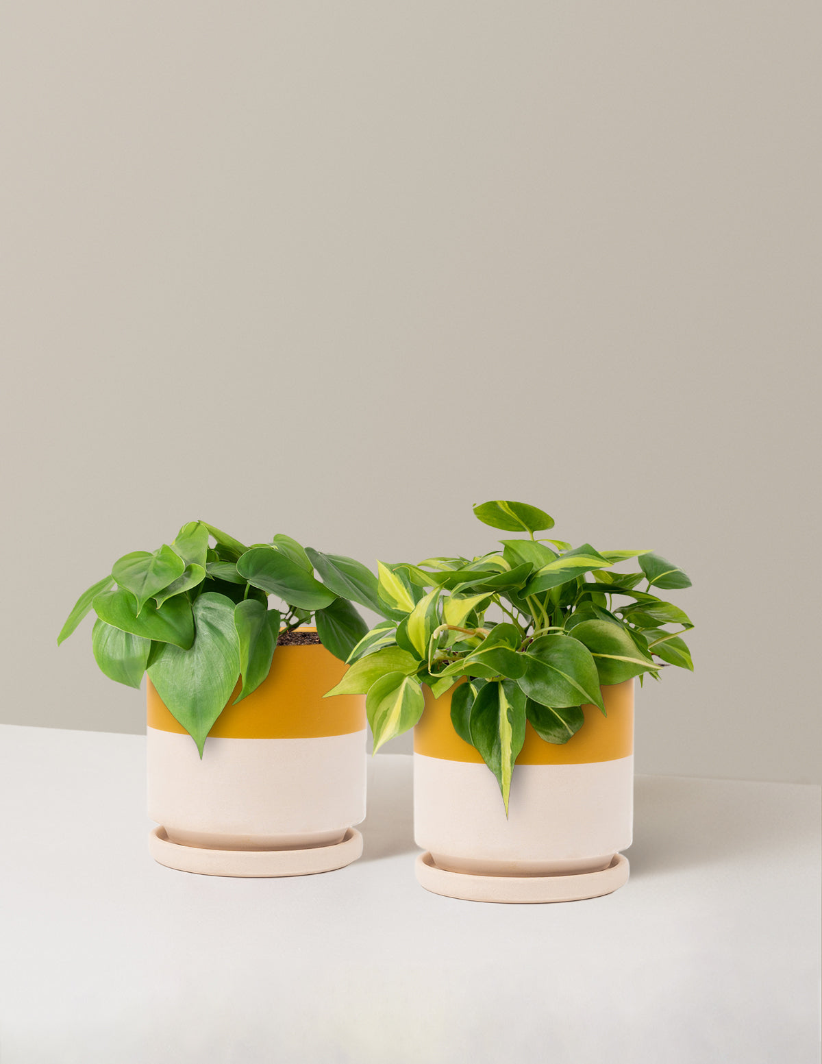 The Trailing Philodendron Duo