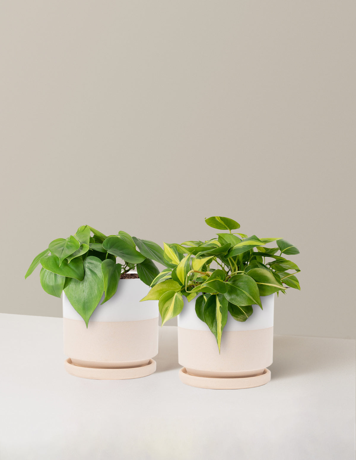 The Trailing Philodendron Duo